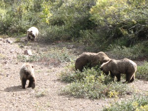 Sow and cubs