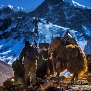 yak and herder